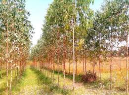 Eucalyptus Clone Plants